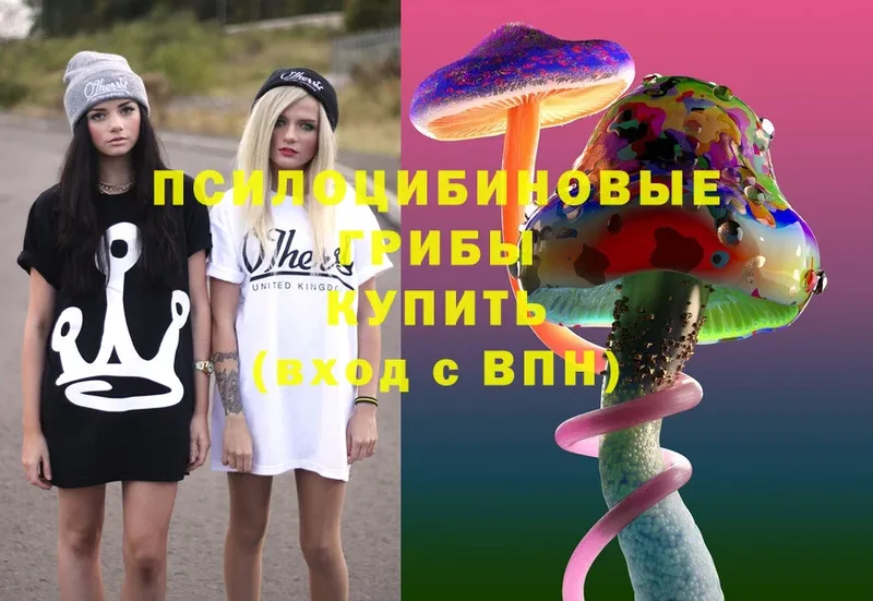 Псилоцибиновые грибы Psilocybe  Княгинино 